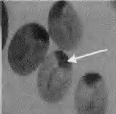 image019.gif