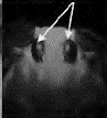 image022.gif