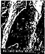 image009.gif