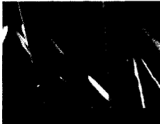 image006.gif