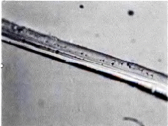 image003.gif