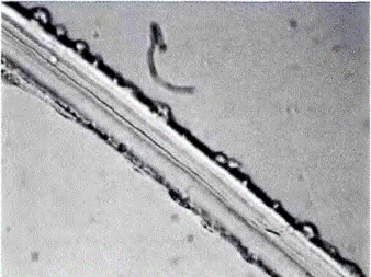 image004.gif