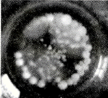 image010.gif