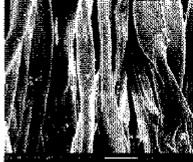 image004.gif