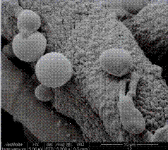 image045.gif