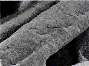 image006.gif