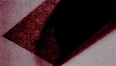 image021.gif