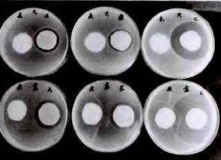 image007.gif