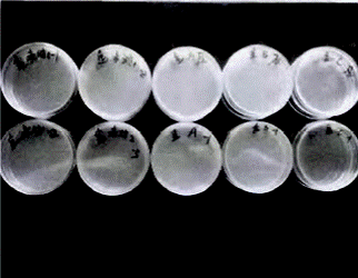 image016.gif