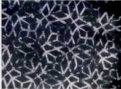 image005.gif