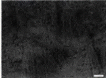 image019.gif